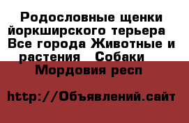 Родословные щенки йоркширского терьера - Все города Животные и растения » Собаки   . Мордовия респ.